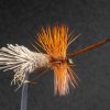 Tassie Moth